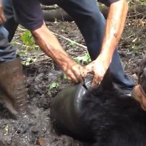 124K views · 723 reactions | That was so awesome. So glad to see people helping out an animal in need. | Animals Beauty | Facebook