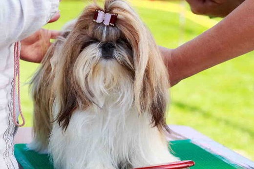 Grooming Your Shih Tzu At Home | Shih Tzu Haircut
