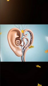 human ear inner in 3d estimated #3danimation #anatomy #biology