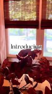 CHICOLOGY Home, Roman Bamboo Patio, Blinds, Window Shade, 23" W X 64" H, Elk