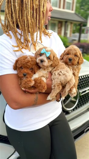 Cavapoo Puppies: Adorable Companions You’ll Love