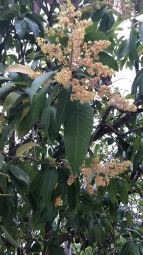 Mango baby flowers #nature #mango #mangotree #flowers #plants #gardenplants #naturephotography