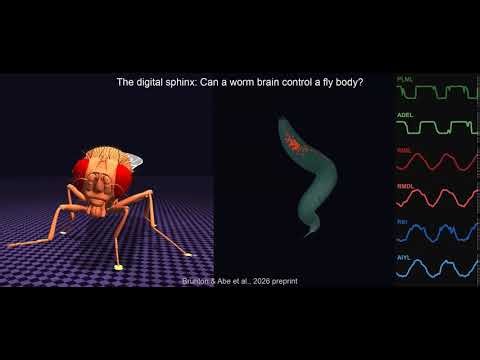 The digital sphinx: Can a worm brain control a fly body?