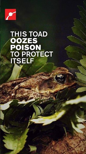 The Toad That Destroyed Ecosystems