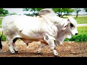 Grey Brahmans going to the pasture to meet the cows | JD Hudgins Ranch