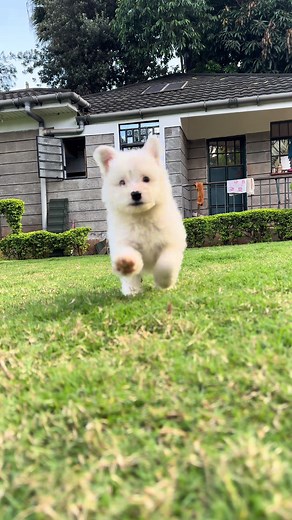 Explore Maltese Puppies for Every Dog Lover