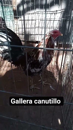 gallo spangle