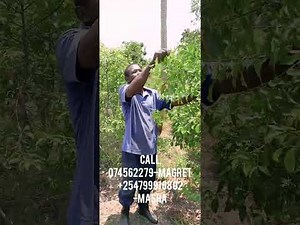 Muguka/Khat farm in Ukunda Kenya Coast
