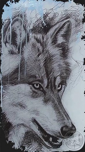 Full Charcoal Wolf Drawing Time-lapse Sketch Step-by-Step
