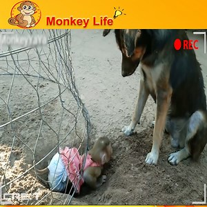 So sweet! Beautiful friendship between the dog and the monkey. | Monkey Life TV