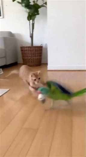 12 Hilarious Parkour Moments: Cats Chasing Crazy Parrots