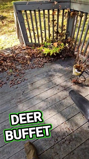 59K views · 435 reactions | Crazy fall clean up! Acorns coated this entire property. #lawncare #cleaning #spencerlawncare #fyp | Spencer Lawn Care & Life | Facebook