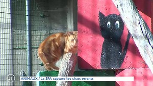 ANIMAUX / La SPA capture les chats errants | Val de Loire TV