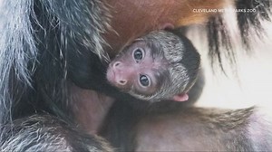 Cleveland Metroparks Zoo welcomes new baby monkey