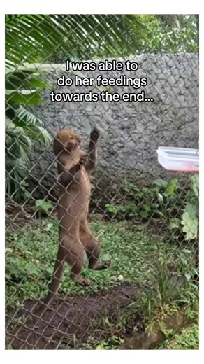 430K views · 21K reactions | Saving endangered species turns to life long friendship #animals #wholesome | StoryTime | Facebook