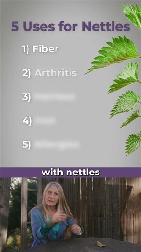 5 Surprising Uses of Stinging Nettles