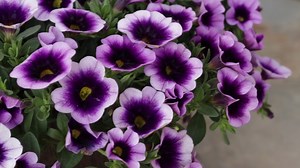 16K views · 1.4K reactions | What color! Superbells Blue Moon Punch calibrachoa is a petite cascading plant that is great in combinations, mono-hanging baskets, and raised beds. GROWING TIPS: It is best to only feature calibrachoa in containers since it needs good drainage. Sun, soil, and quality plant food all summer will keep this plant looking beautiful for months! Learn more...pwwin.rs/BMPunch | Proven Winners | Facebook