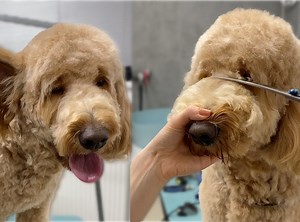 47K views · 661 reactions | Goldendoodle full Grooming | Groom House | Facebook
