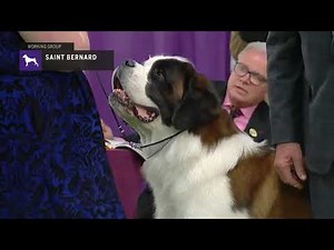 St.Bernards | Breed Judging 2019