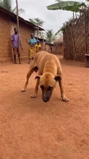 #simbiskit #fypシ゚viralシfypシ゚viralシalシ #trendingreel #fypreelsシ゚viralシ | Simbi Skit