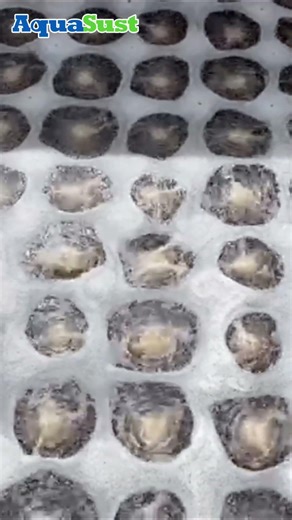 Disc Diffuser Aeration | Surface Bubble Effect in Operation #wastewatertreatment