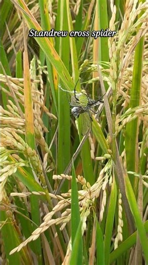 St Andrew's Cross Spiders #spider