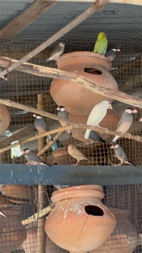 জাভা পাখির কোলনি | Java Birds braiding setup