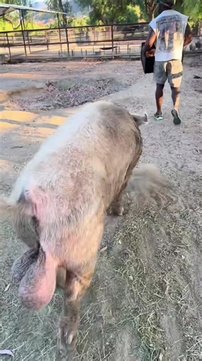 Africa Game Farm Estates (@africa.game.farm)’s videos with original sound - Africa Game Farm Estates