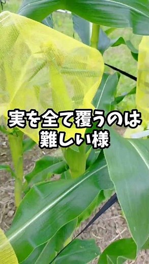 トウモロコシ栽培 鳥よけ