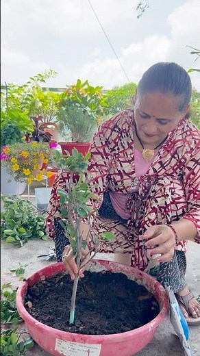 Ficus plant - growing from cuttings 🌱 #plantlover #garden #gardening #plantcare