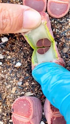 Lithops Splitting? 🪨 How to Help Your Living Stones Change Leaves!