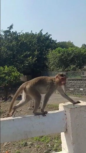 Amba Kalugalacha Pani G Amba #marathisong #youtubeshorts #viralshorts #viral #ytshorts