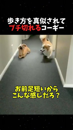 コーギーの歩き方を全力でバカにする犬w
