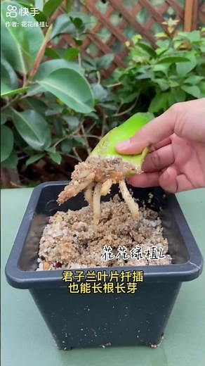 How to grow clivia plants from cutting