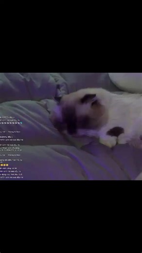 ôm Lấy Trái TIM sksp kairon tv mèo simmy phong cận tv sammy đào