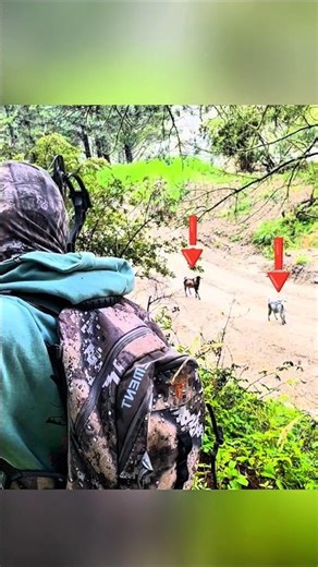 🐐Goat Hunting Challenge | Bow & Arrow Action#GoatHunting #ArcheryHunt #huntingshot