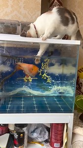 16K views · 18 reactions | Cat Meets Fish Friend #AnimalFriends #CutePets #FunnyAnimals | YNP Media | Facebook