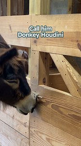 Call him donkey Houdini!😁 Special thanks to Waylon and Jodie: @naughtydonkeyfarm #rescuedonkey #donkeystory #animalrescue #cuddlebuddies #farmanimals | Cuddle Buddies