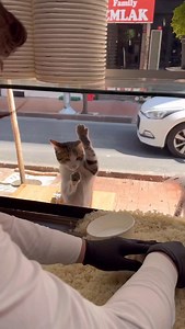 91K views · 101K reactions | Bugün Ne Yiyeceğiz #bugünneyiyeceğiz #kedi #baruthane #baruthanepilavcısı #kutsalbıyık #sivaskavurma #pilavartıkkral #pilavdandöneninkaşığıkırılsın | Baruthane Pilavcısı | Facebook