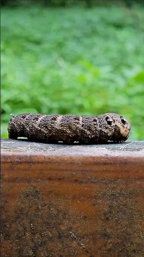 Hawk Moth Caterpillar | Nature Macro.