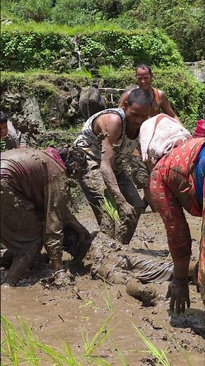 Traditional Paddy Farrming in Nepal Bull-Powered Farming & Joyful Mud Festival in Himalayan Village