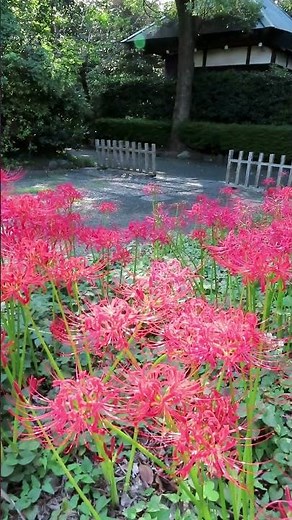 都内の彼岸花の名所！宝蔵院で楽しむ秋の花散歩【葛飾区】」 2025 09 28