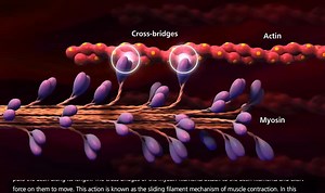 Muscle Contraction Process: Molecular Mechanism [3D Animation]