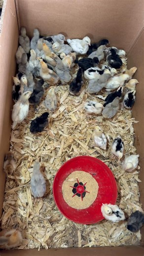 It gives me joy to see my special breeds growing from chick to pullets | Nhemachickens & Hatcheries