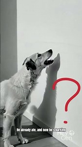 Can AI Understand My Dog? Testing the New 2026 Translator 🐶💬