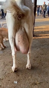 4 doğurum keçi hemde ikizi oğlaklı süt desen 4 kilo #fyp #kesfet #hayvancılık | İzzettin Üser