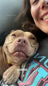 10K views · 716 reactions | Smiling's my favorite  ⠀⠀⠀⠀⠀⠀⠀⠀⠀ : @theladyshortcake | Natural Dog Company | Facebook