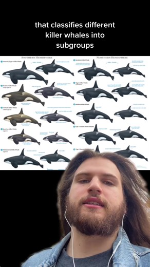 Orcas and Their Predatory Behavior: Understanding their Diet and Habitat