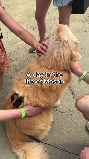 Mason the Adorable Blind Golden Retriever's Adventure