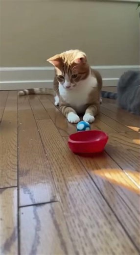 Cat toy ball launcher Watch your cat go wild #bestpetsupplies #cattoys #petfun
